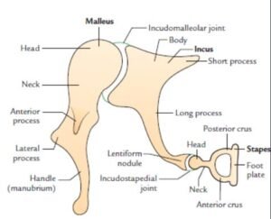 ear