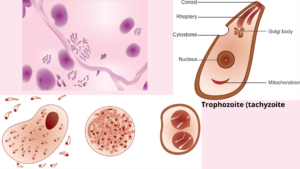 Toxoplasma gondii, Toxoplasma gondii