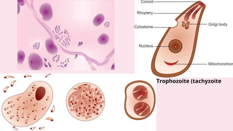 Toxoplasma gondii