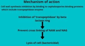 Cephalosporins