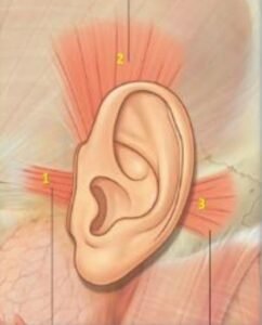 ear