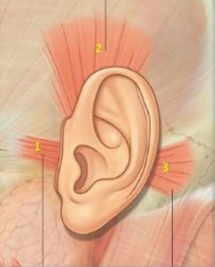 ear