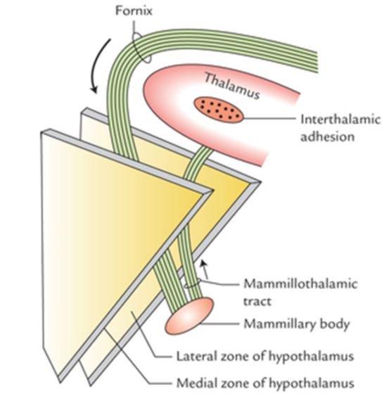 hypothalamus
