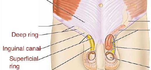 inguinal canal in male