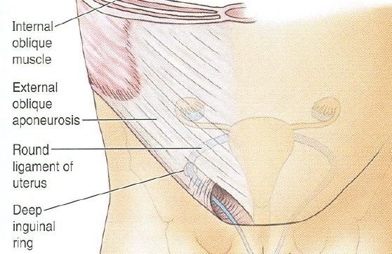inguinal canal of female
