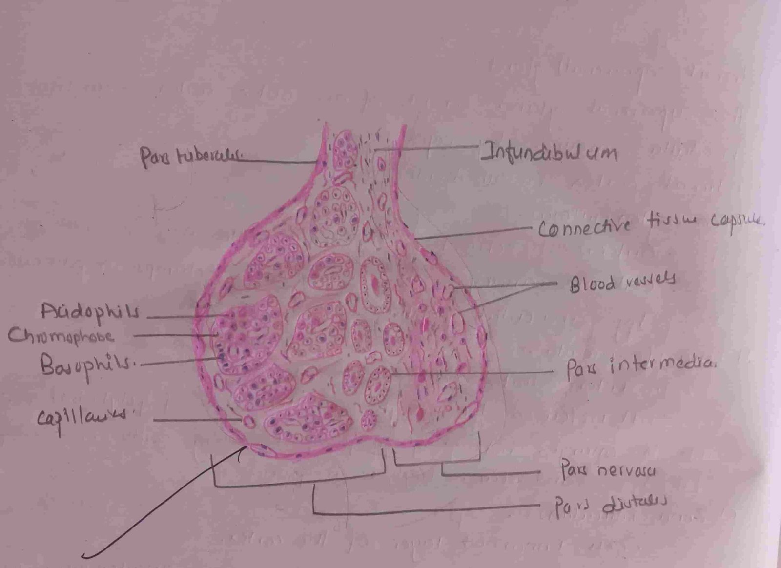 pituitary gland