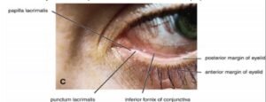 the eye