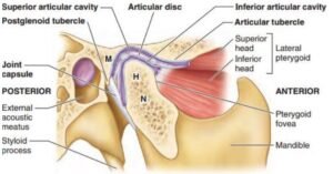 Temporomandibular Joints