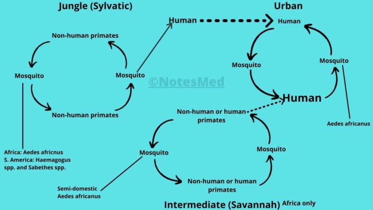 Mode of transmission of Yellow fever.
