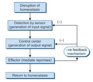 Negative feedback mechanism -homeostasis