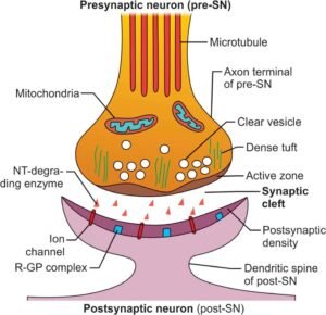 Neuromuscular junction