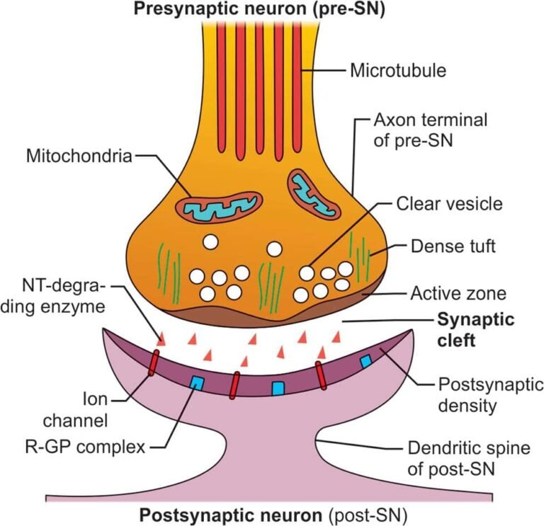 Synapse and synaptic transmission steps.-min
