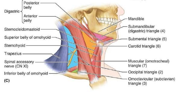 carotid triangle contents
