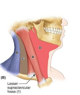 Sternocleidomastoid muscle