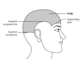 extent of scalp