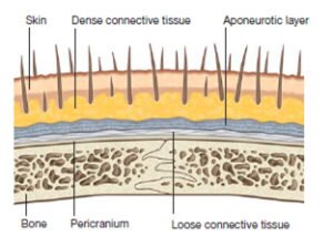 layers of the scalp